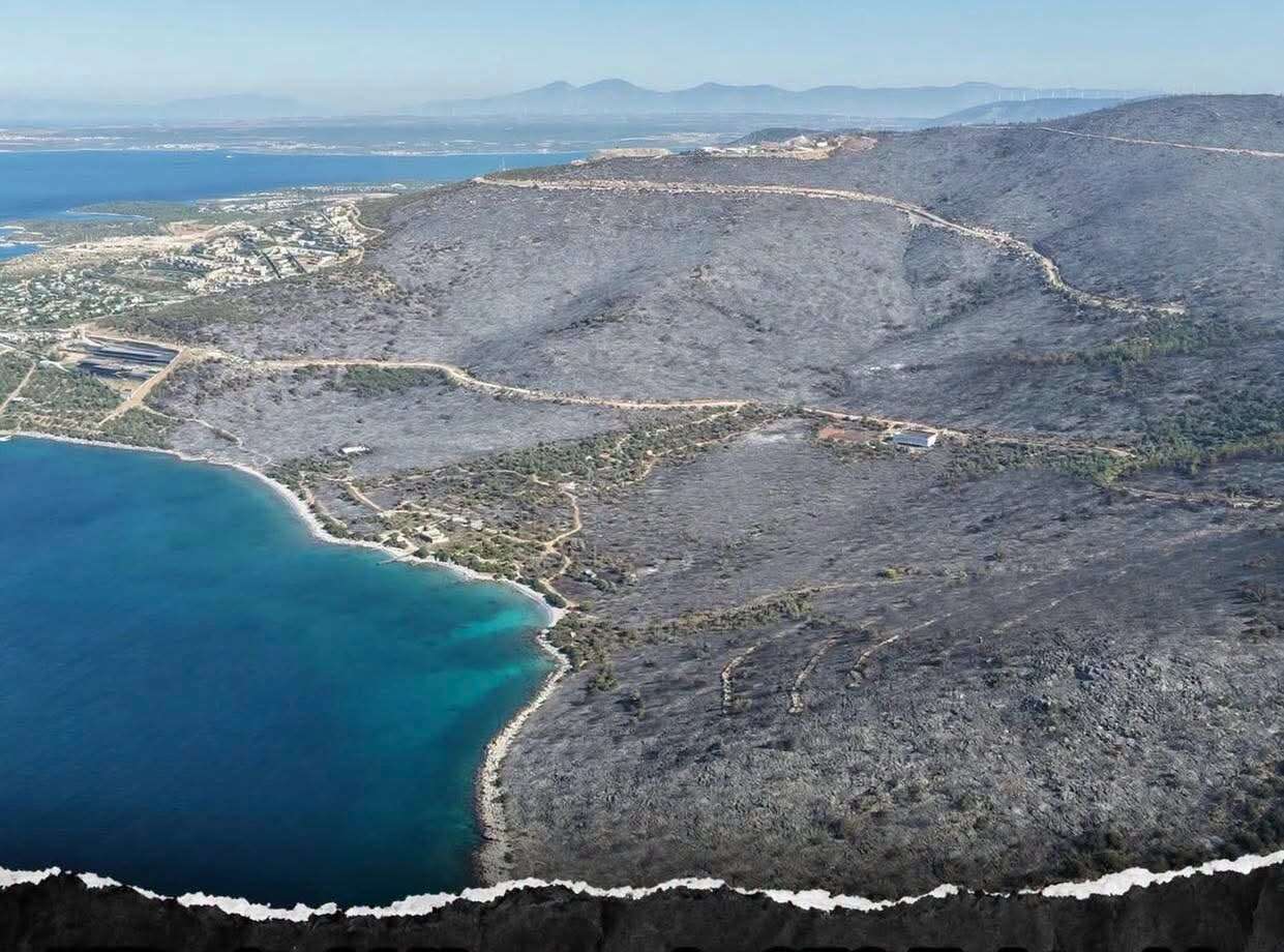 Milas'ta Yanan Alanlar Yeniden Orman Olacak 4